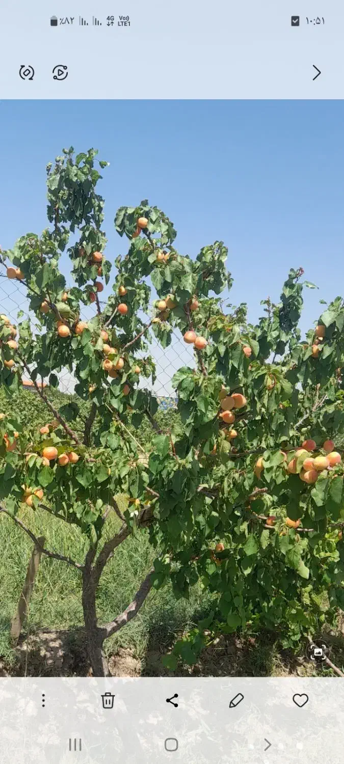 فروش یک قطعه باغ پسته و بادام|فروش زمین و ملک کلنگی|خسروشاه, |دیوار
