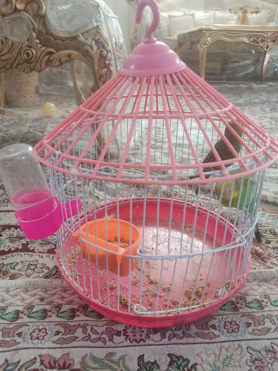 مرغ عشق|پرنده|تربت جام, مطهری|دیوار