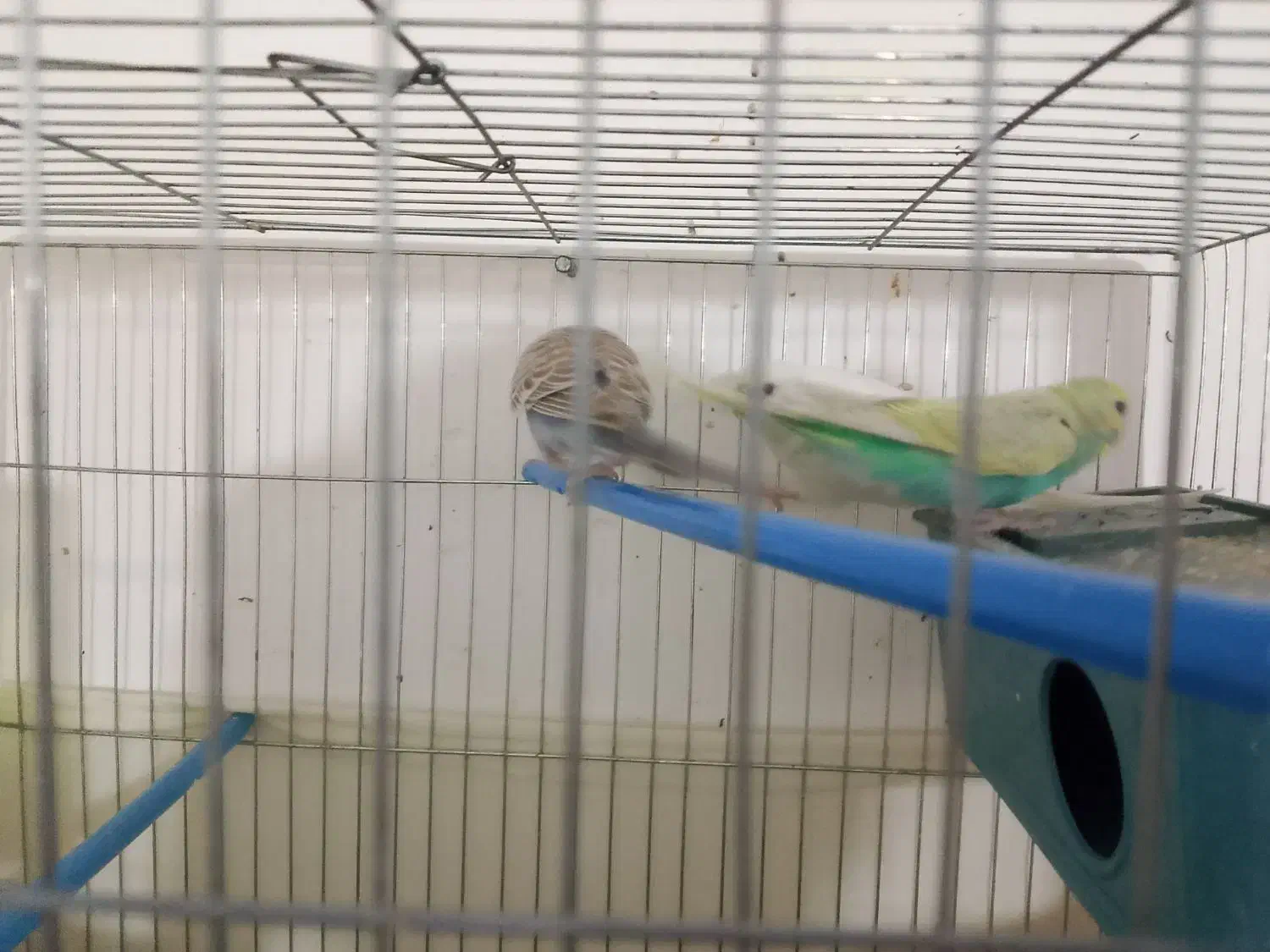 یک جفت مرغ عشق|پرنده|ایرانشهر, |دیوار