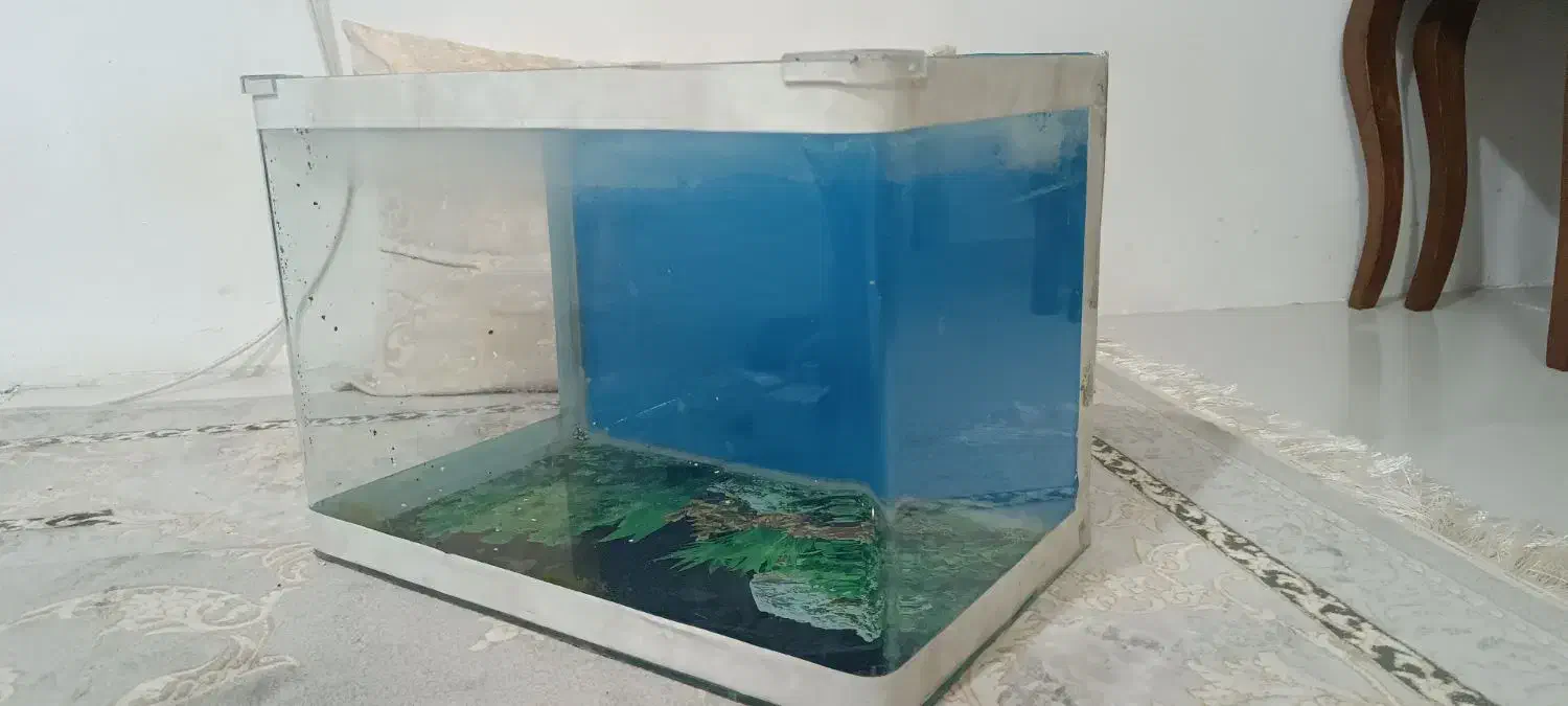 اکواریوم شیشه خم|ماهی|مشهد, امیر المومنین|دیوار