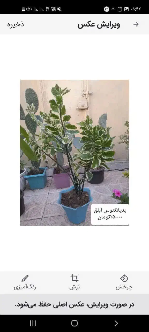 گل و گیاه طبیعی|گل و گیاه طبیعی|خوی, |دیوار