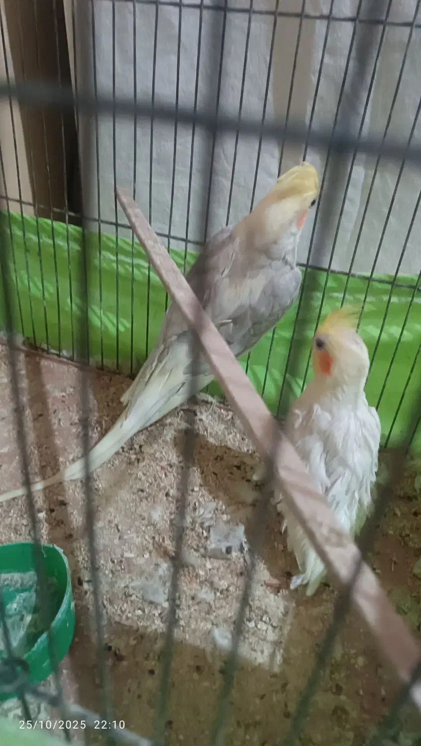 جفت عروس هلندی|پرنده|سمنان, |دیوار