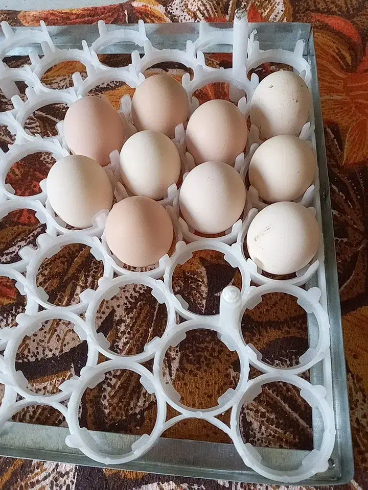 تخم نطفه دار درجه یک.ومصرف دارویی خوراکی.|حیوانات مزرعه|شیراز, زرهی|دیوار