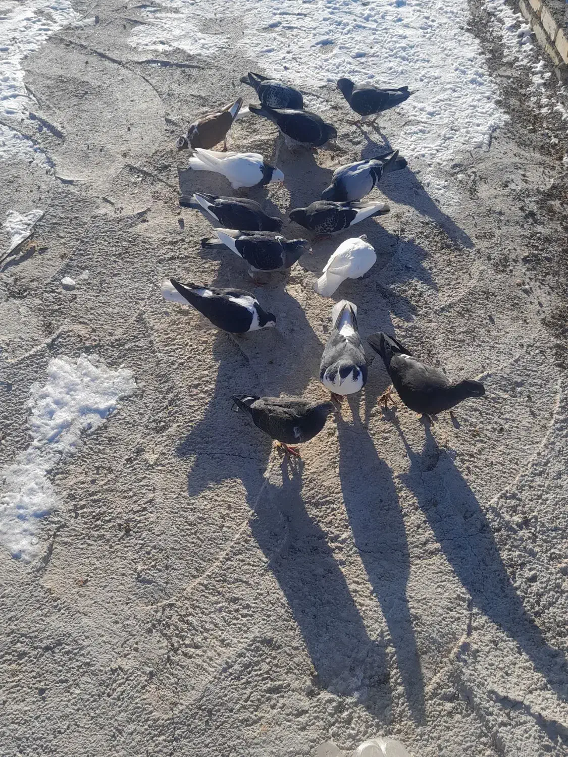 کبوتر|پرنده|اسفراین, |دیوار