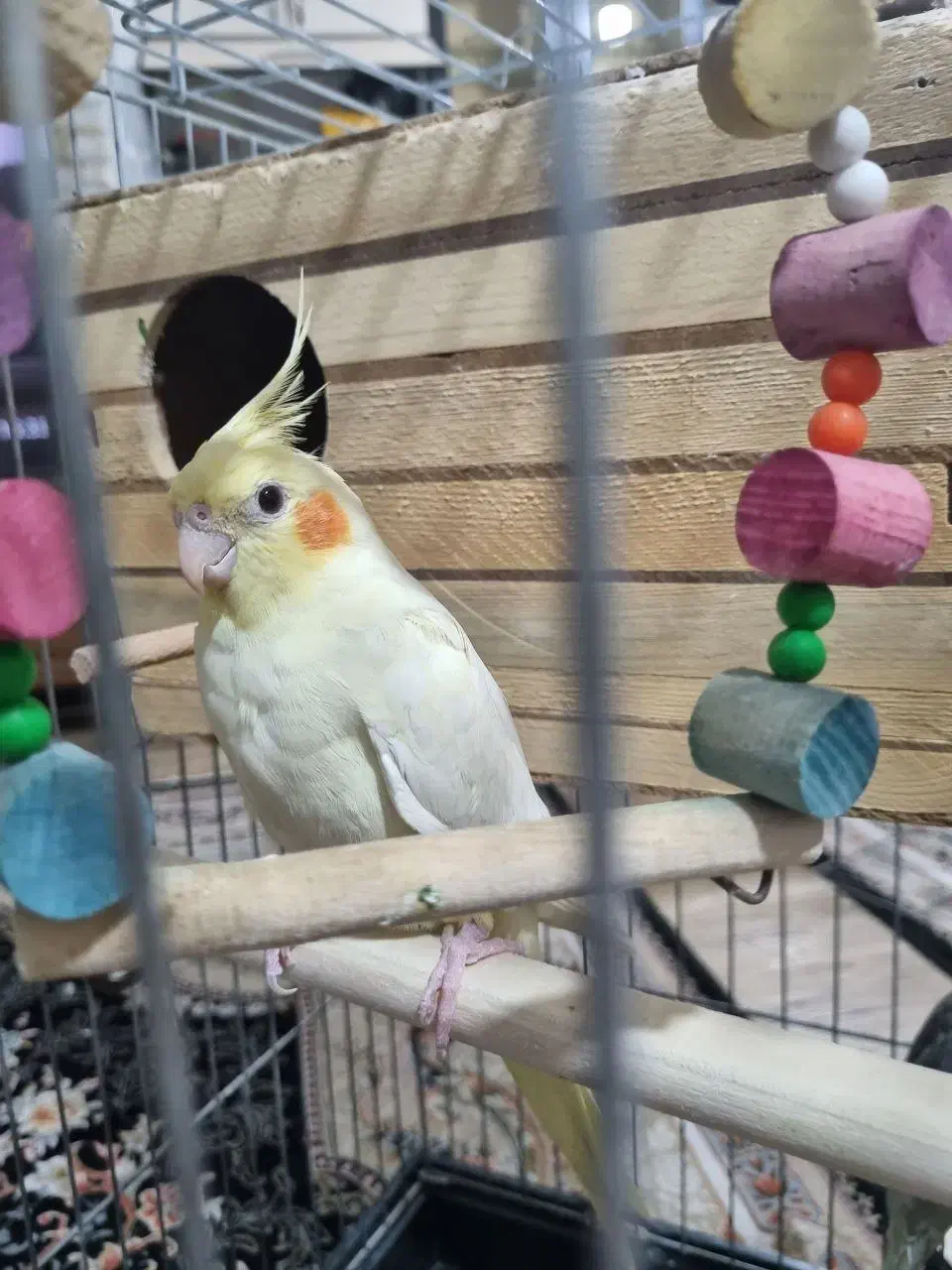 یک جفت عروس هلندی|پرنده|اسلامشهر, شهرک سالور|دیوار