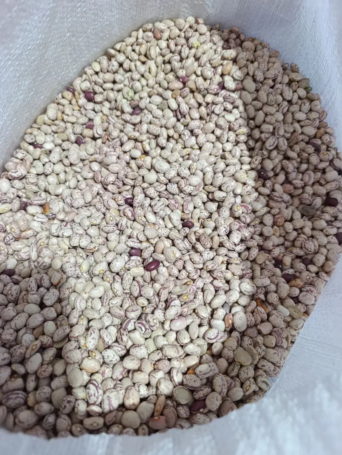 لوبیا چیتی درجه یک|خوردنی و آشامیدنی|حسن آباد, |دیوار