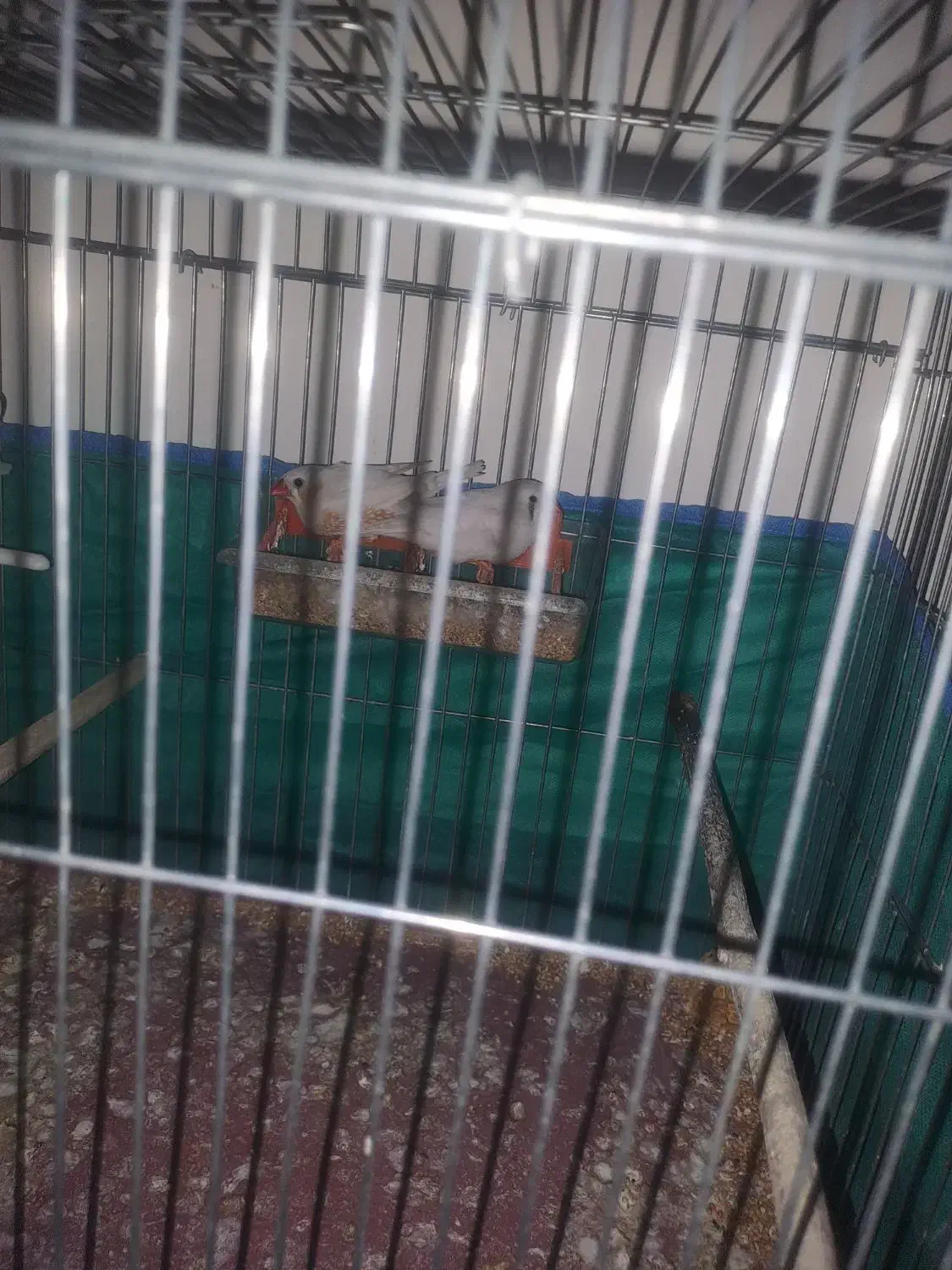 فنچ ۴۰۰|پرنده|نورآباد ممسنی, |دیوار