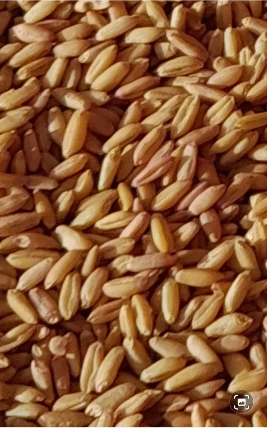 بذر گندم دیم|حیوانات مزرعه|شراء, |دیوار