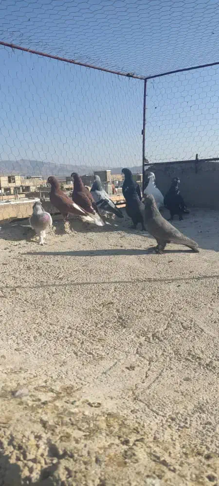 کفتر .کبوتر|پرنده|شیراز, شهرک کوشکک|دیوار