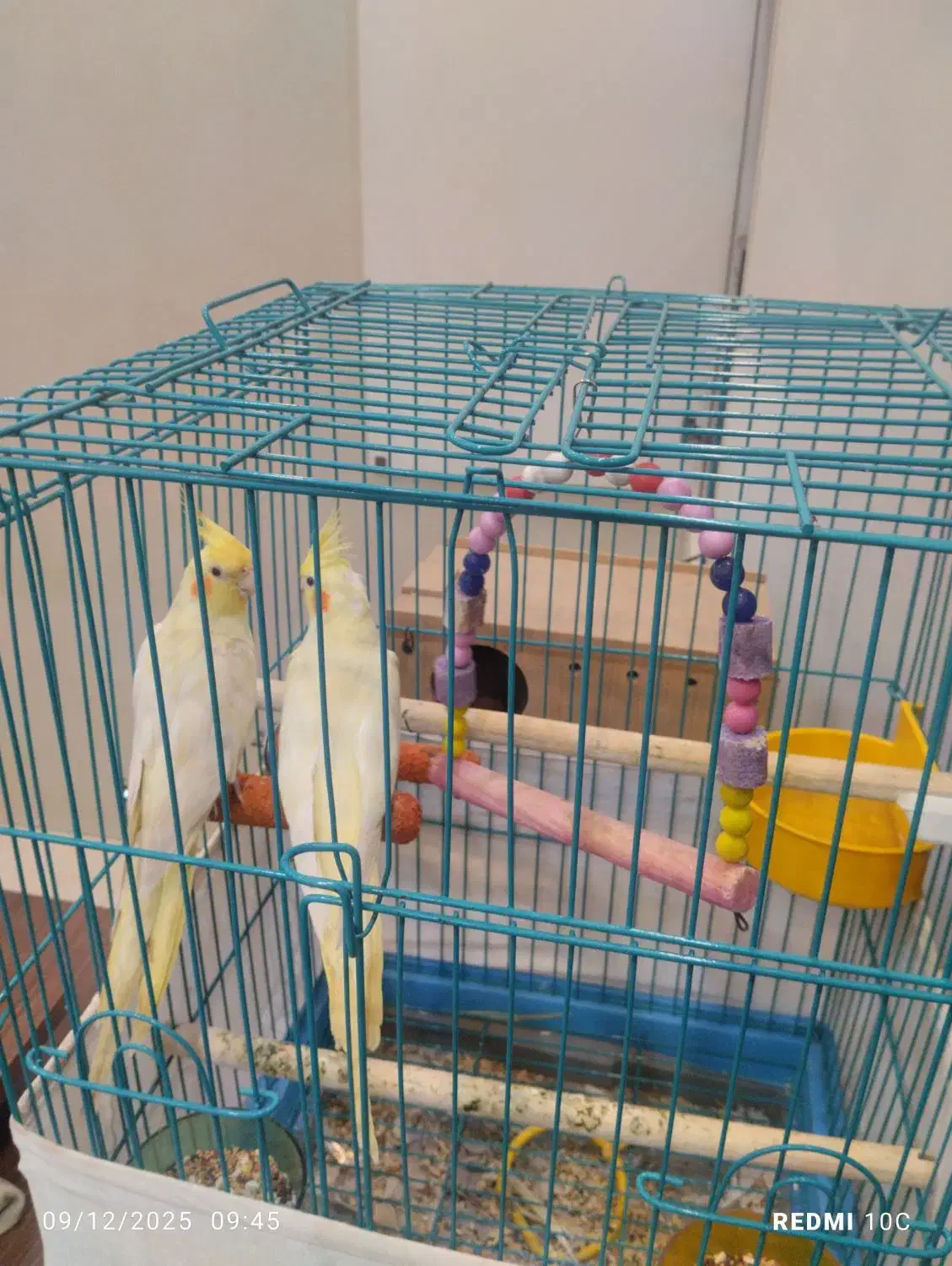 فروش یک جفت عروس هلندی سرحال|پرنده|اهواز, سپیدار|دیوار