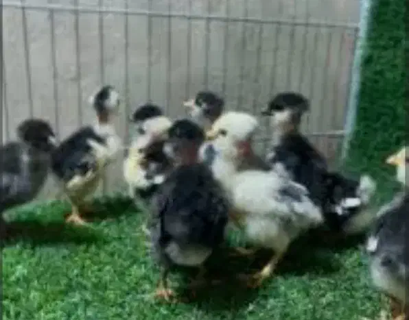 مرغ|حیوانات مزرعه|گتوند, |دیوار