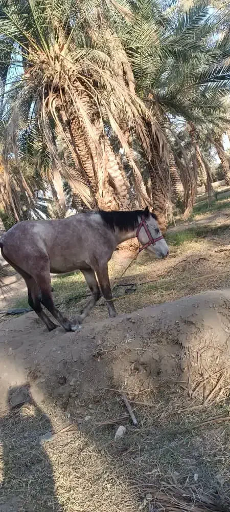 اسب سالم و سرحال|حیوانات مزرعه|کهنوج, |دیوار