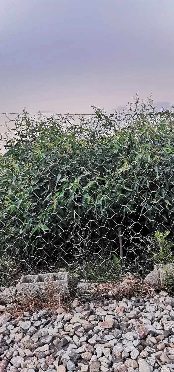 نهال اکالیپتوس|خدمات باغبانی و درختکاری|قرق, |دیوار