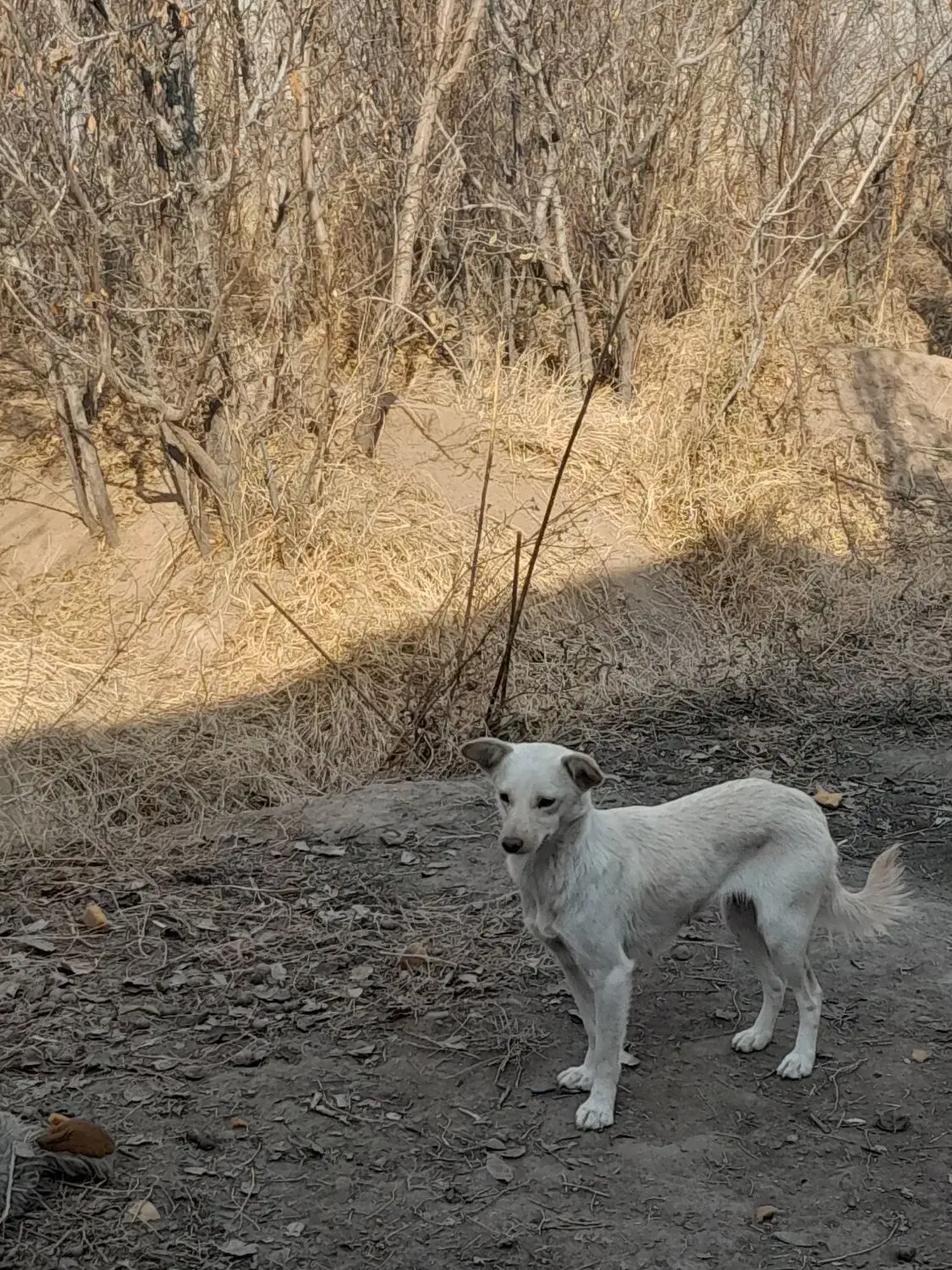 اشپیتز رایگان|سگ|تبریز, |دیوار