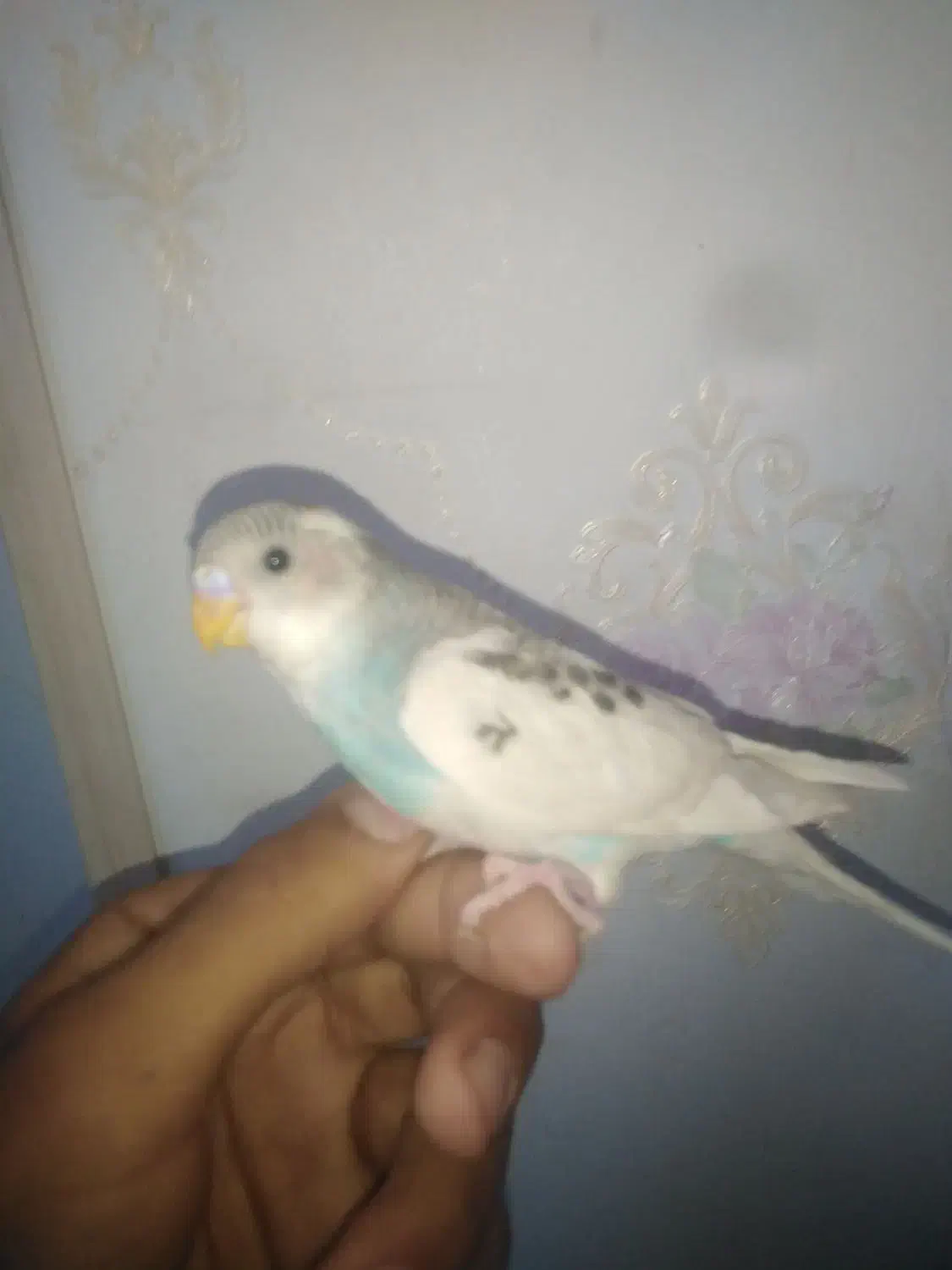 پرنده مرغ عشق|پرنده|گلبهار, شهر جدید گلبهار|دیوار