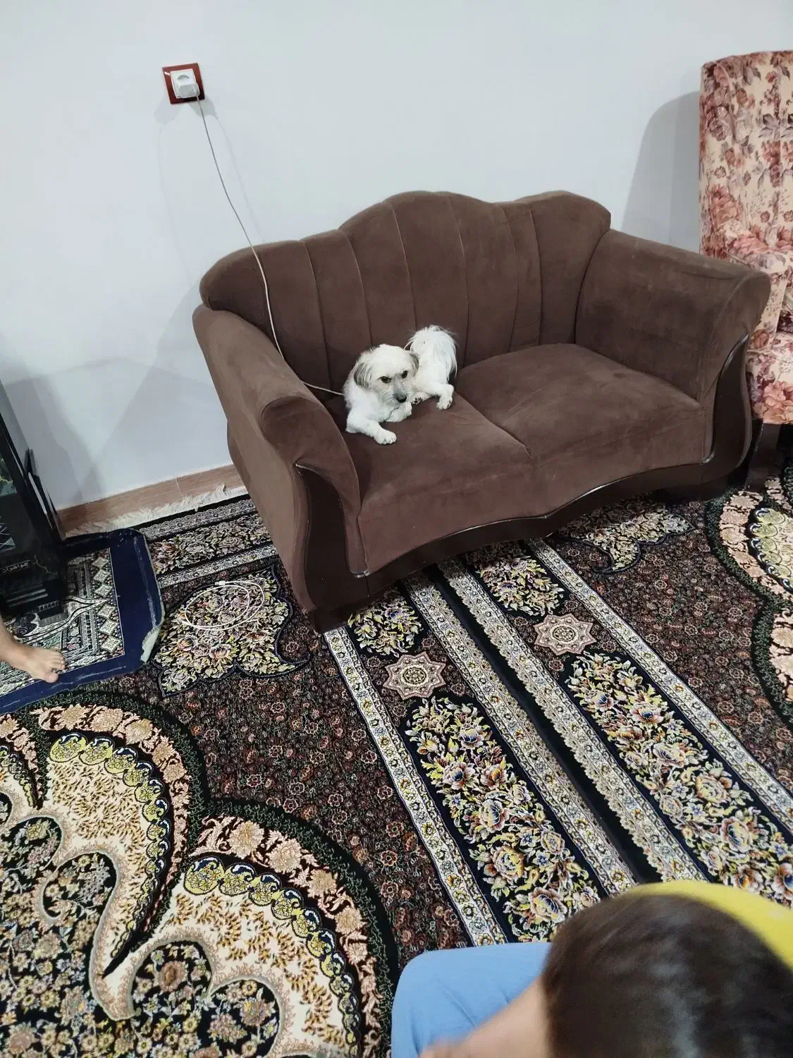 سگ  خونگی واکسن زده|سگ|خرم‌آباد, |دیوار