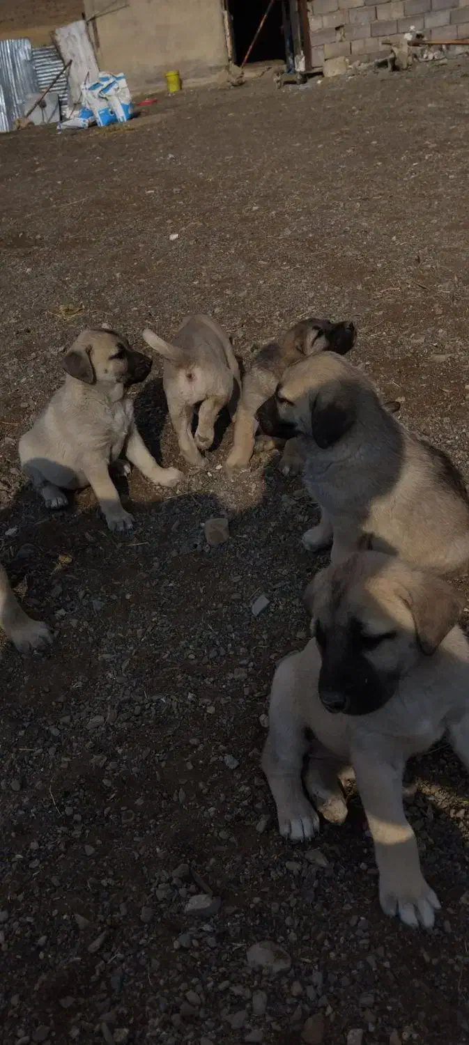 6تا توله عراقی 1ماه|سگ|صالح آباد, |دیوار