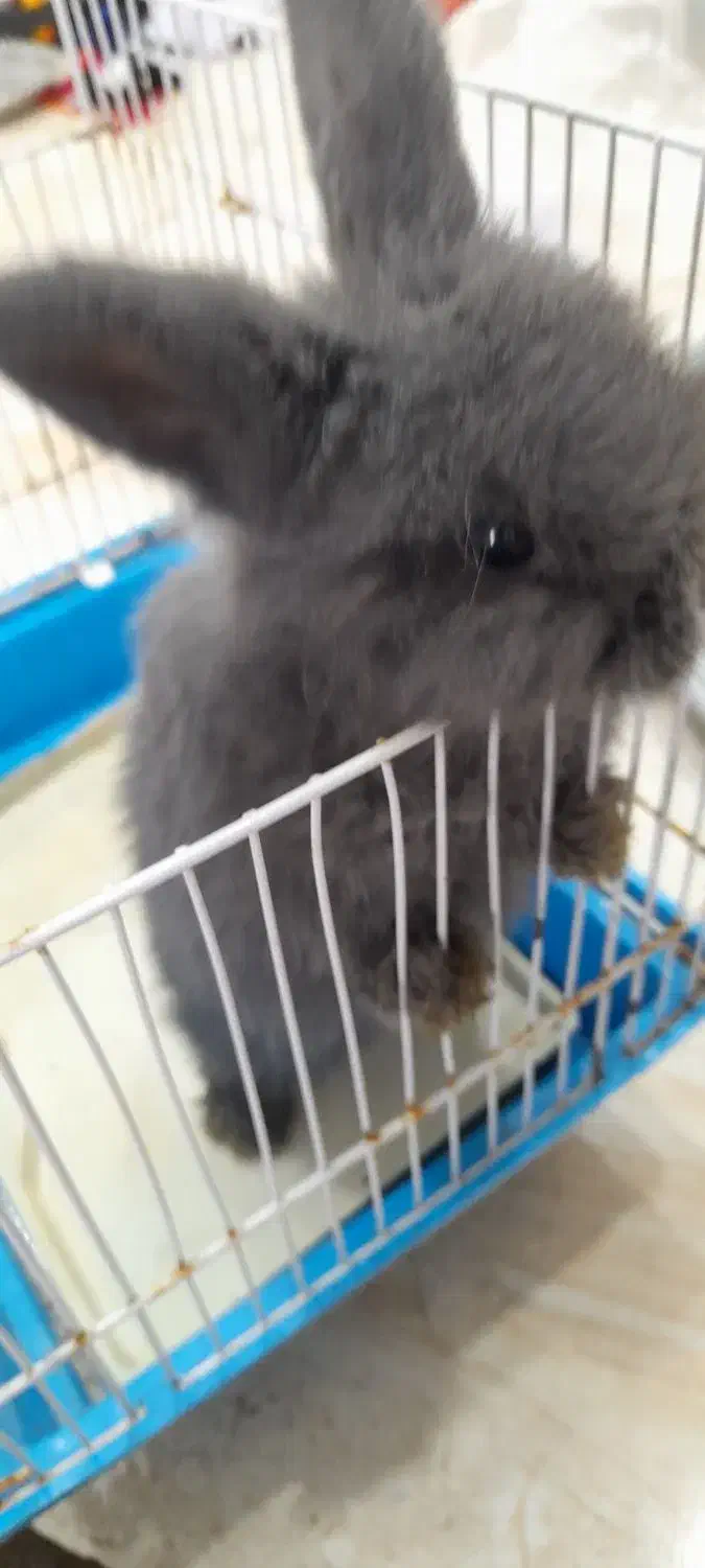 خرگوش لوپ|موش و خرگوش|قشم, |دیوار