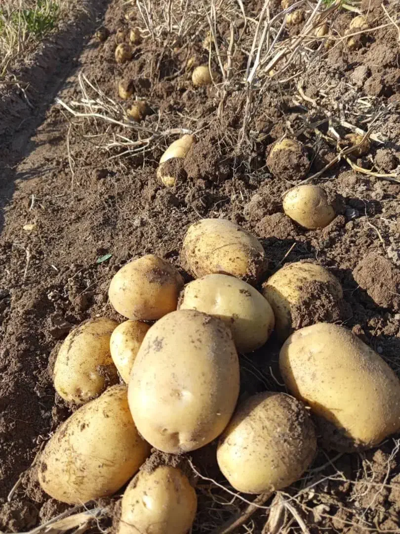 سیب زمینی بامبا|خوردنی و آشامیدنی|زیویه, |دیوار