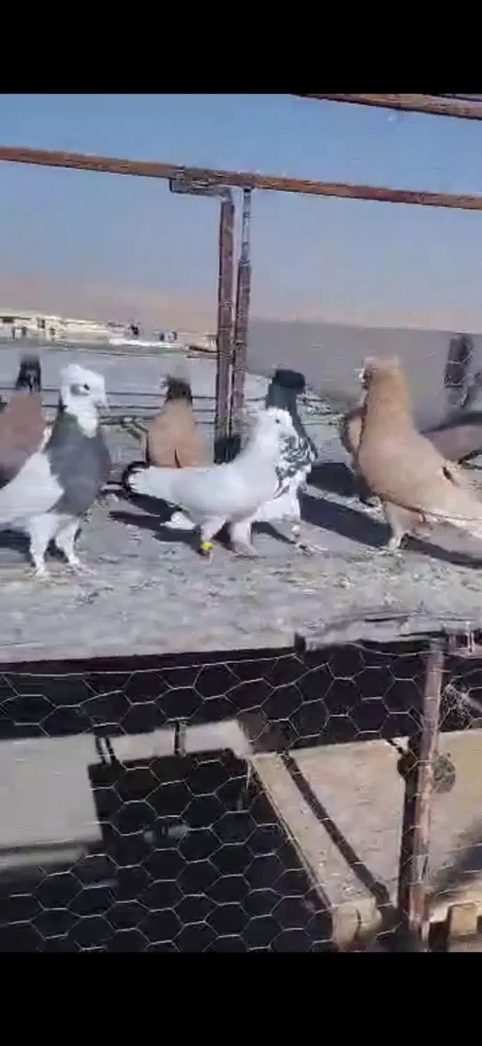 کفتر|پرنده|شیراز, قلات|دیوار