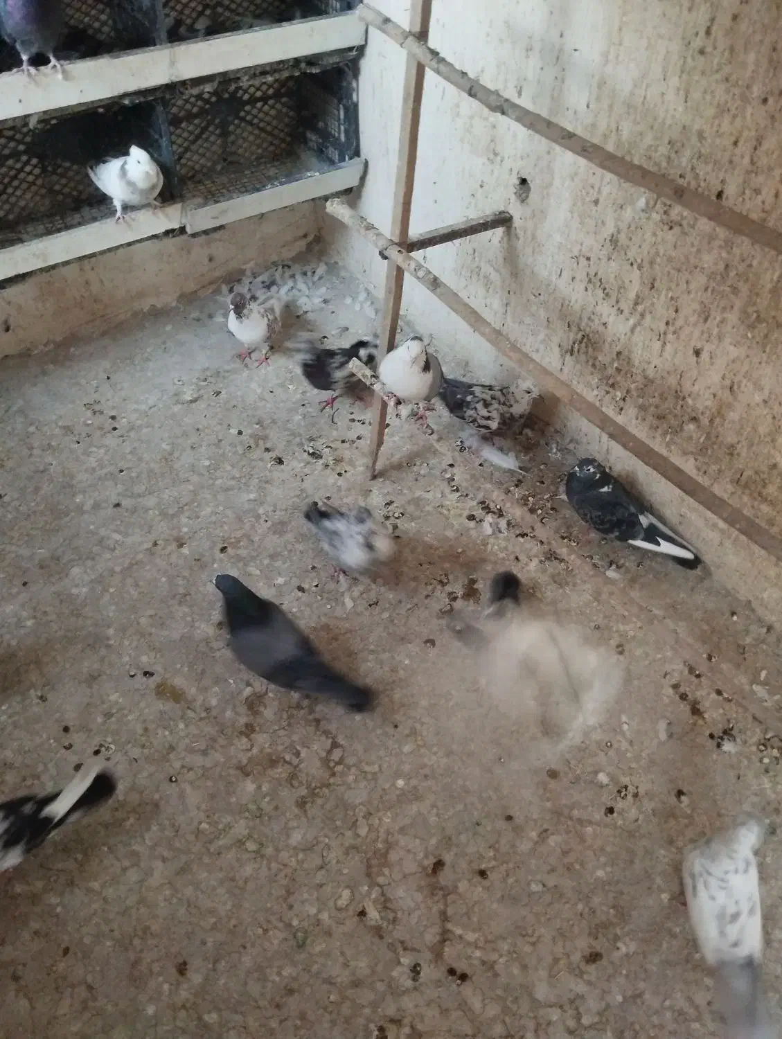 کفتر حسابی سرور،طوقی سرور مهر قیمت مناسب|پرنده|قم, نیروگاه|دیوار