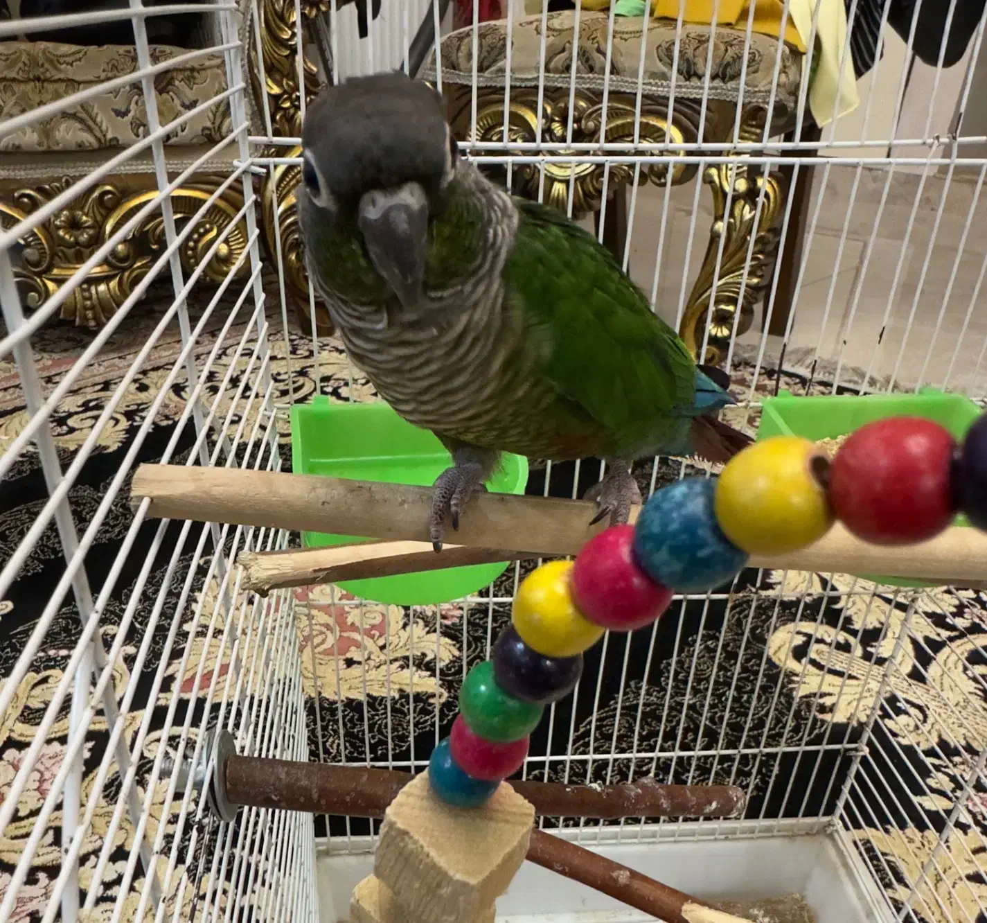 طوطی گرینچیک نر رام خیلی باهوش|پرنده|جویبار, |دیوار