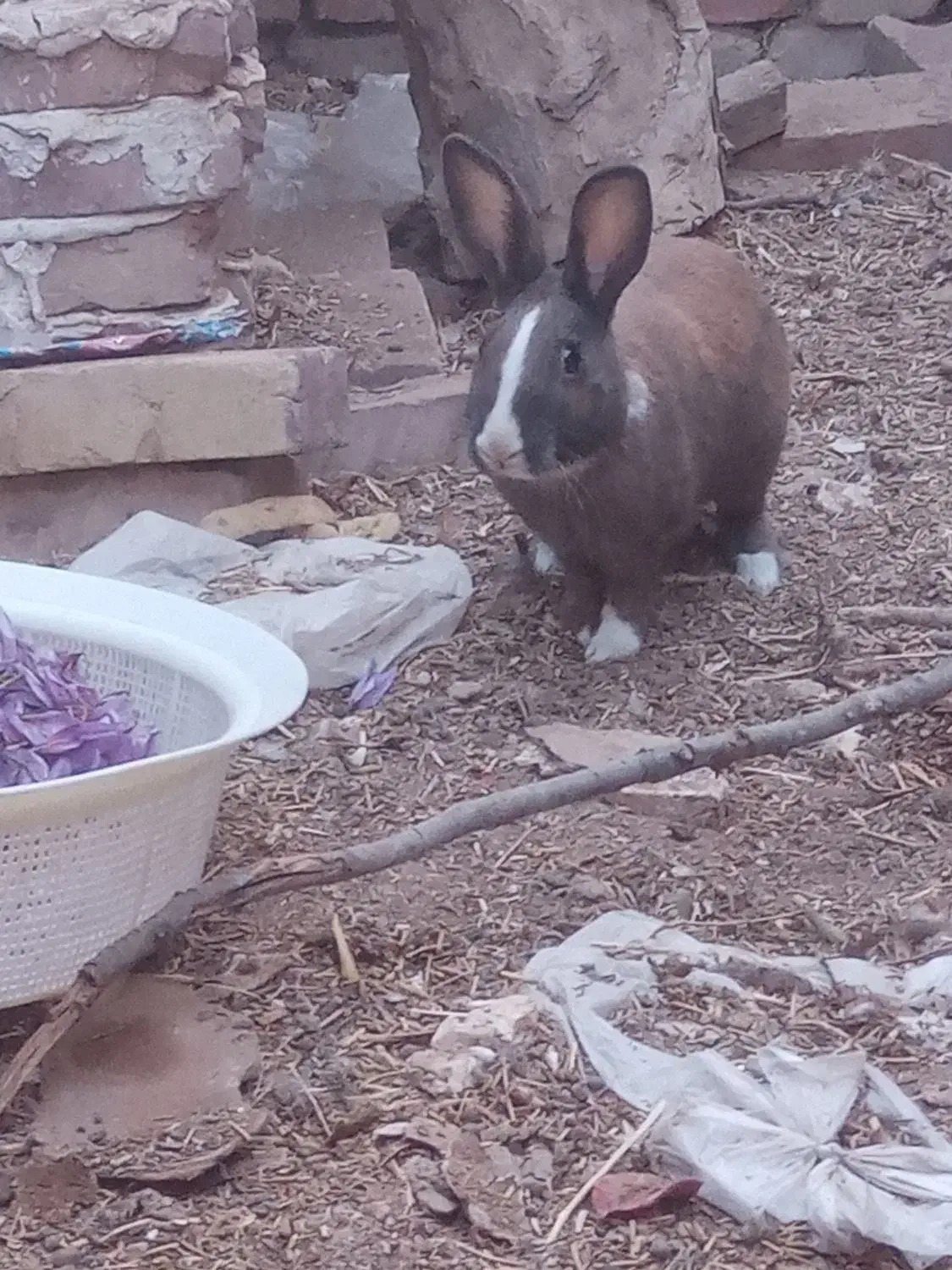 خرگوش|موش و خرگوش|فردوس (خراسان), |دیوار