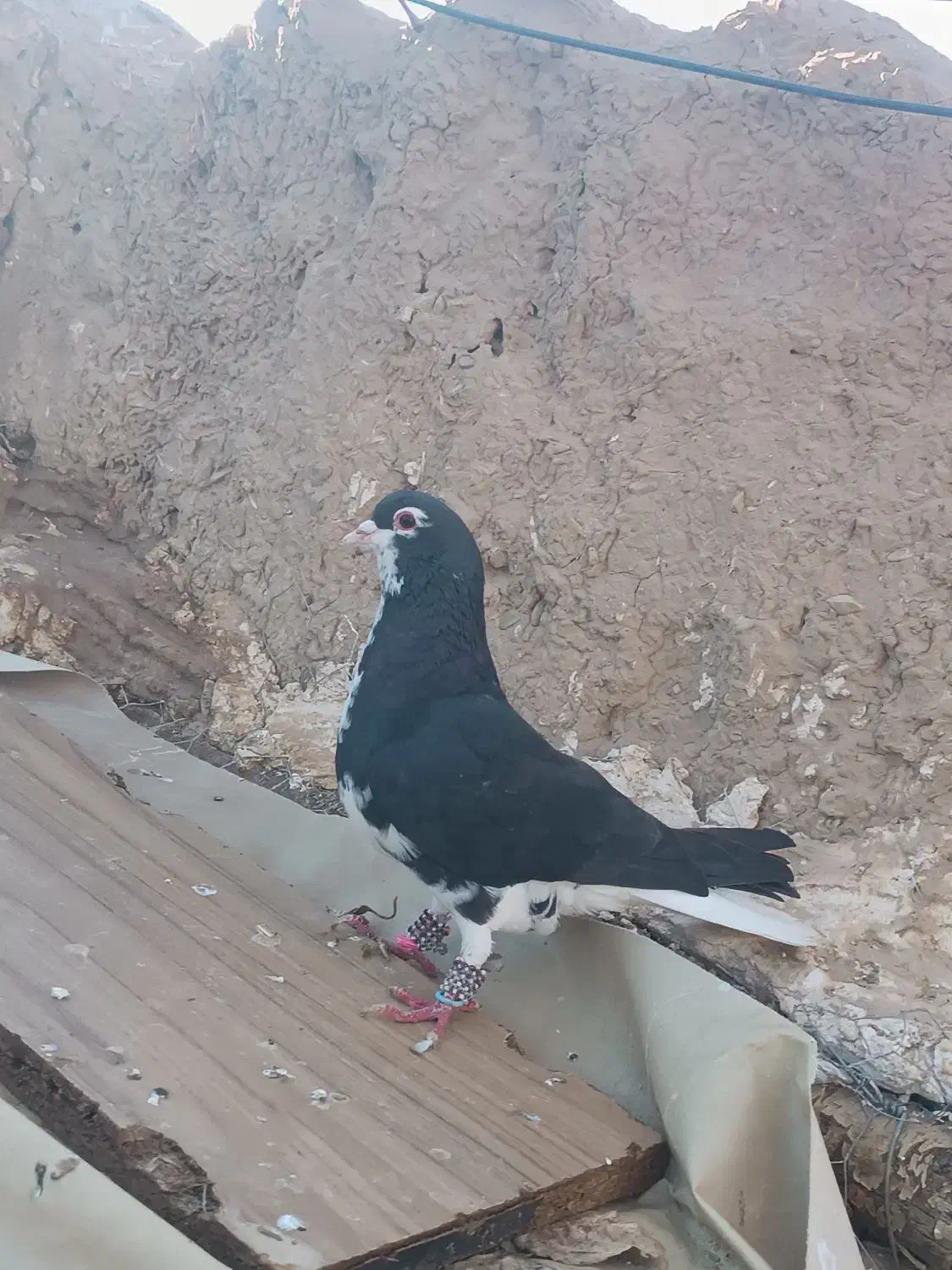 کبوتر|پرنده|اسفراین, |دیوار