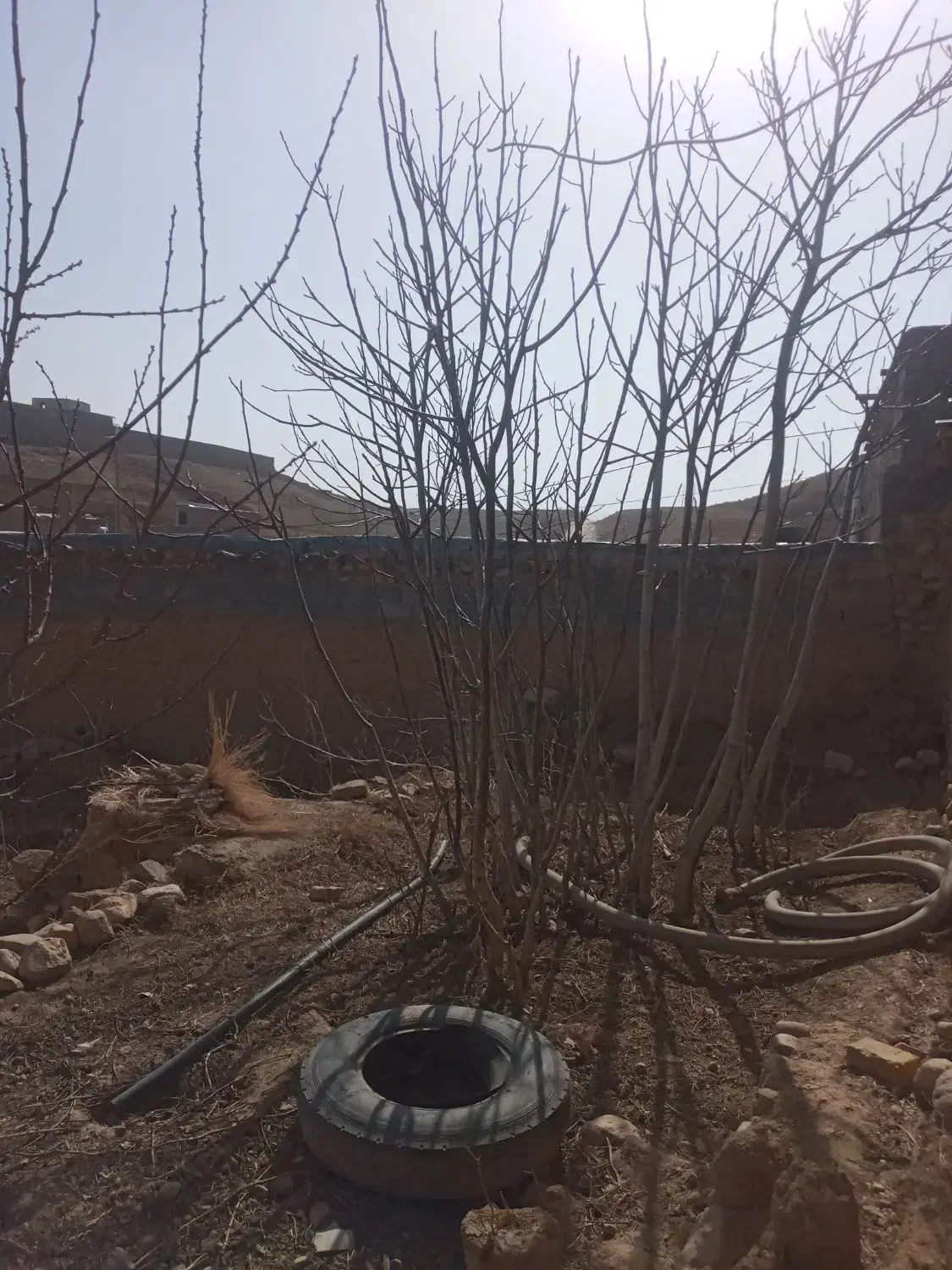 درخت گردو|خدمات باغبانی و درختکاری|شیروان (خراسان), |دیوار