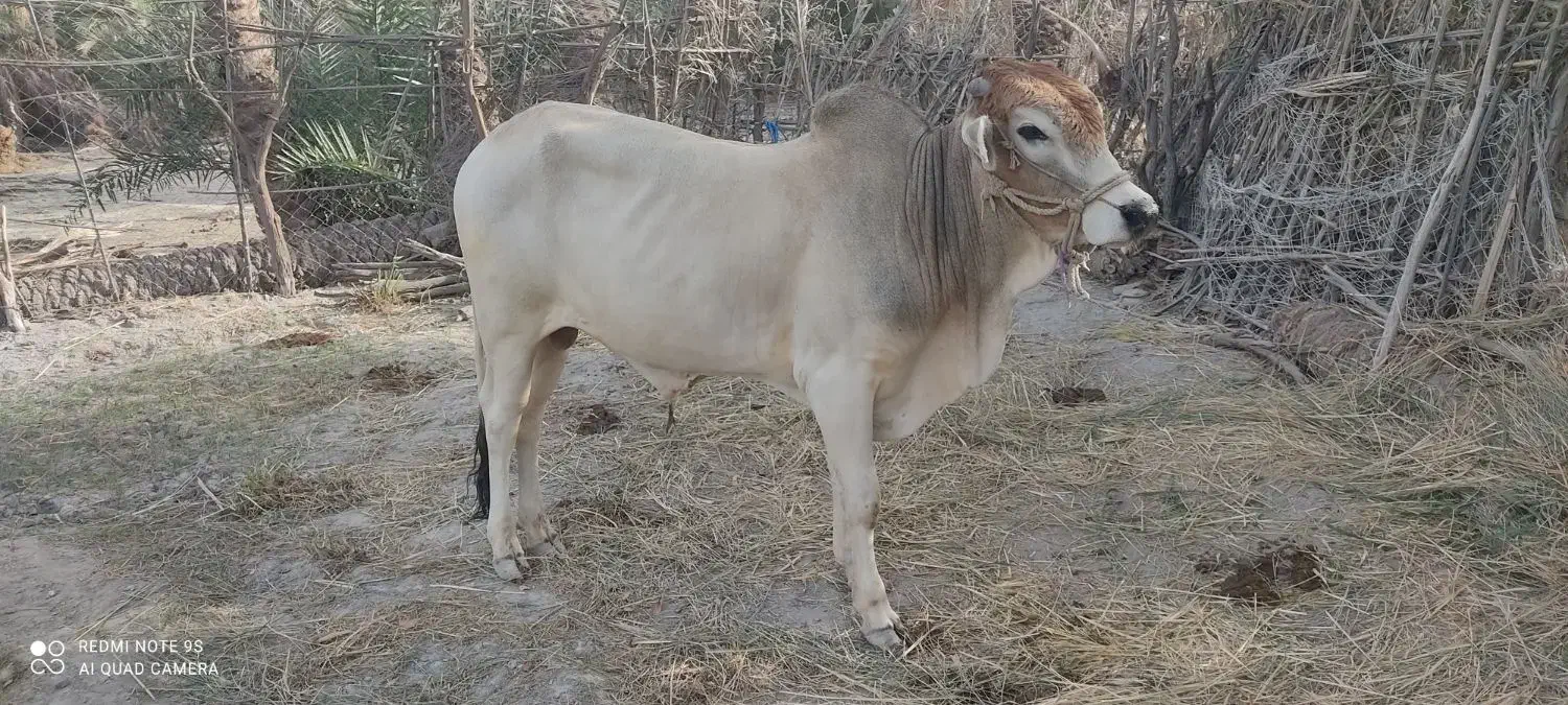 گاو نر دو تا برای قربانی|حیوانات مزرعه|کنارک, |دیوار