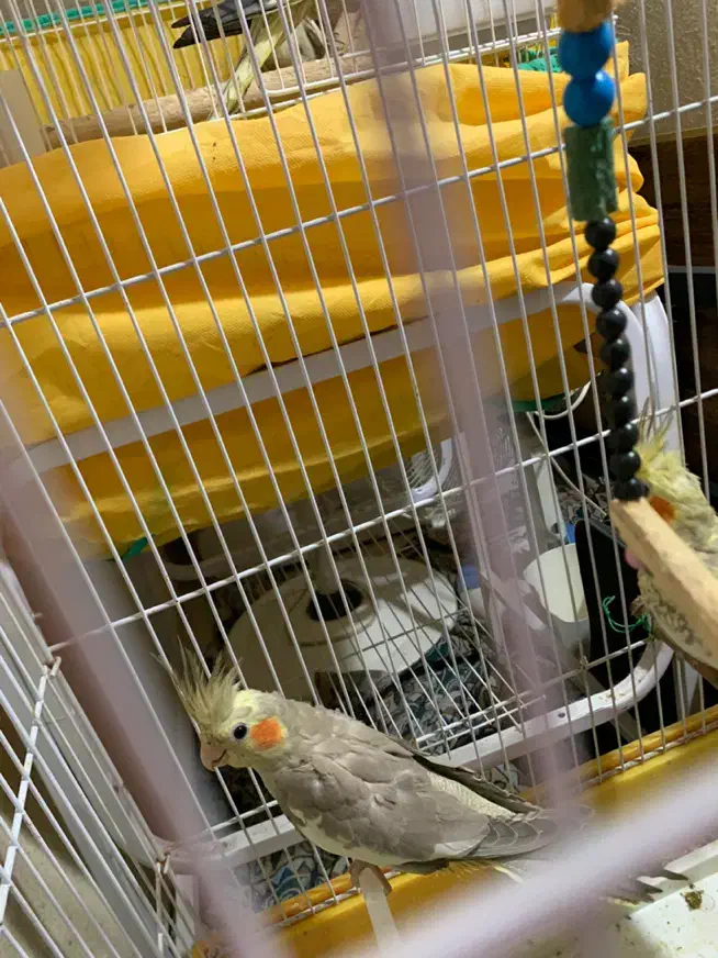 دوعدد طوطی عروس سه ماهه|پرنده|رشت, کوی امام رضا|دیوار