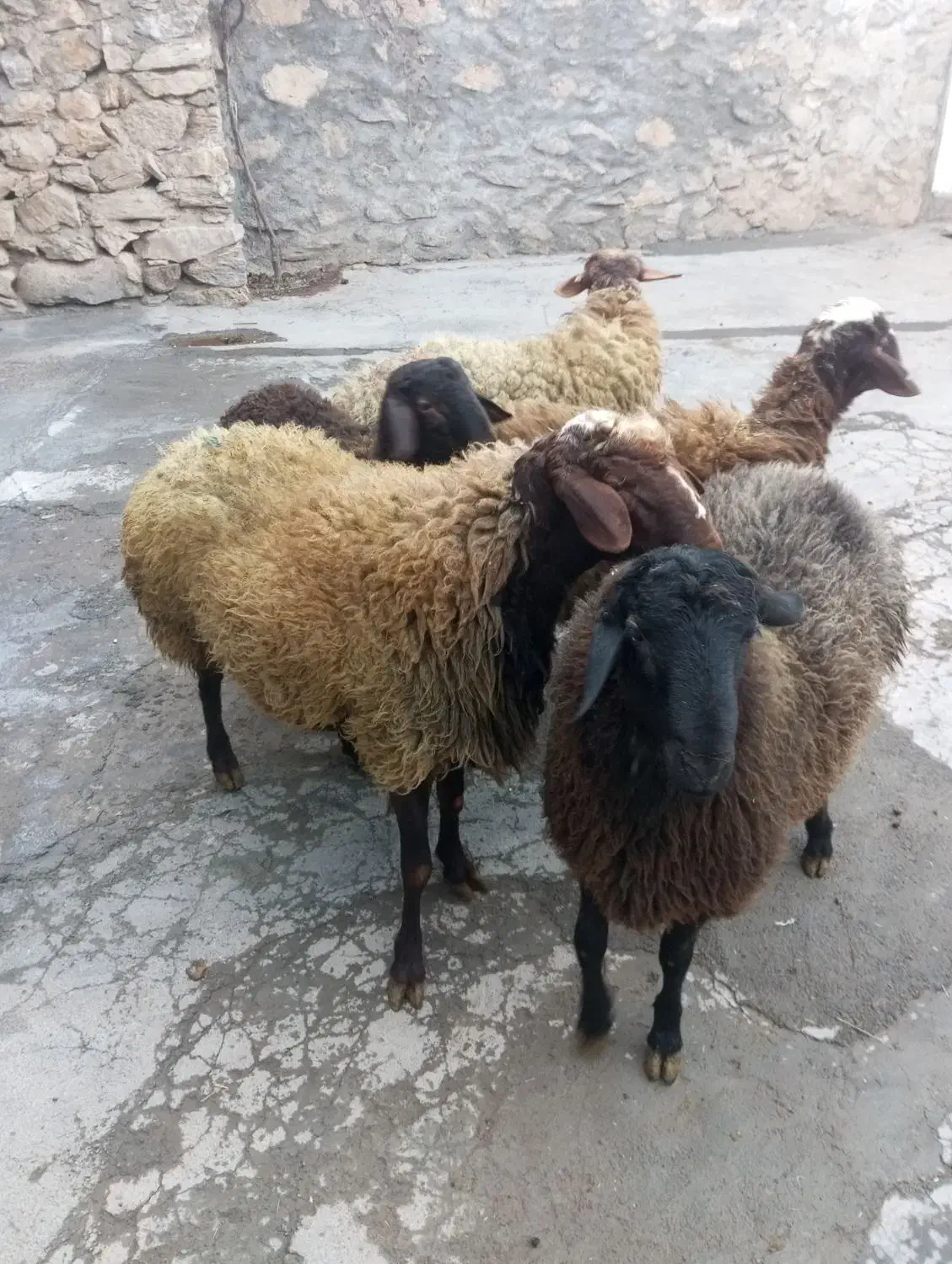 کاور گوشتی|حیوانات مزرعه|دهگلان, |دیوار