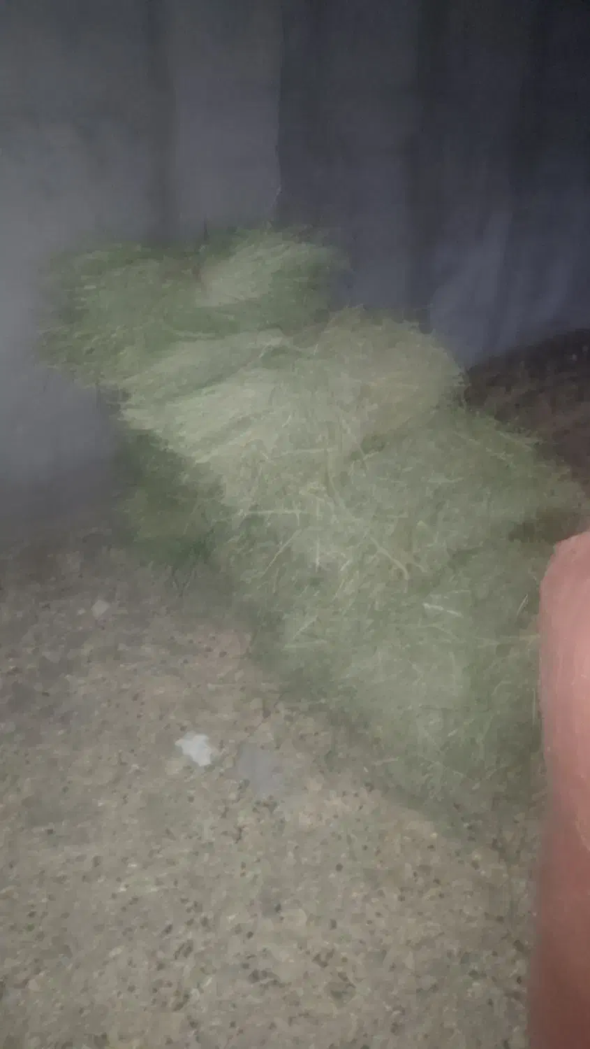 آخور و یونجه|عمدهفروشی|سبزوار, قصبه شرقی|دیوار