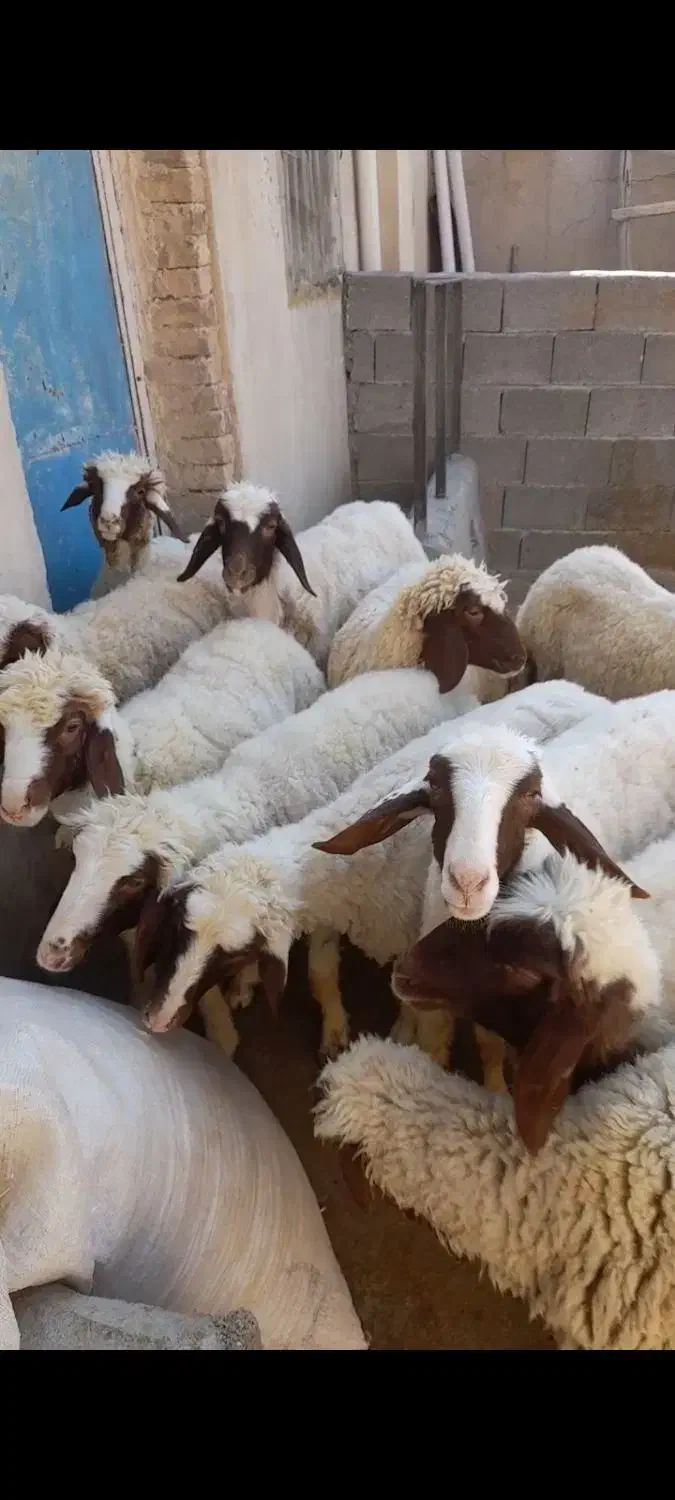 بره ماده سنجابی اصیل گوسفند میش|حیوانات مزرعه|ماهیدشت, |دیوار