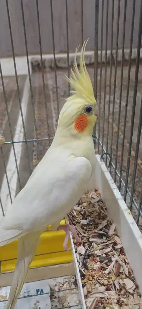 یک جفت عروس هلندی|پرنده|اهواز, پردیس|دیوار