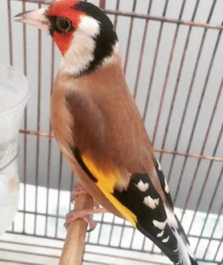 سهره‌ مست|پرنده|بلبان آباد, |دیوار