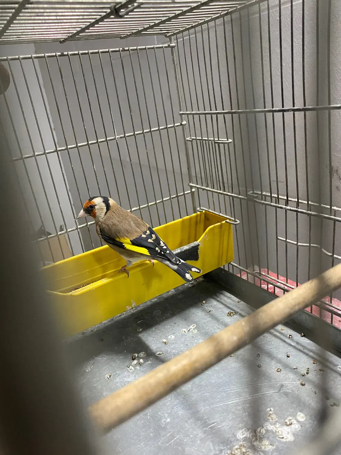 سهره سهره قناری|پرنده|چهاردانگه (تهران), |دیوار