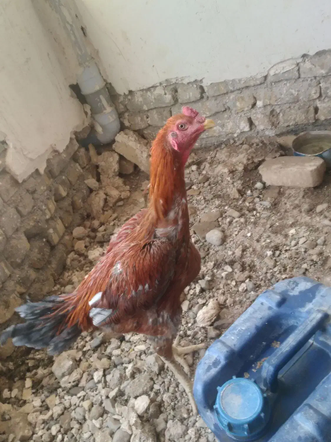 خروس لاری اصیل|حیوانات مزرعه|تربتحیدریه, ده پائین|دیوار