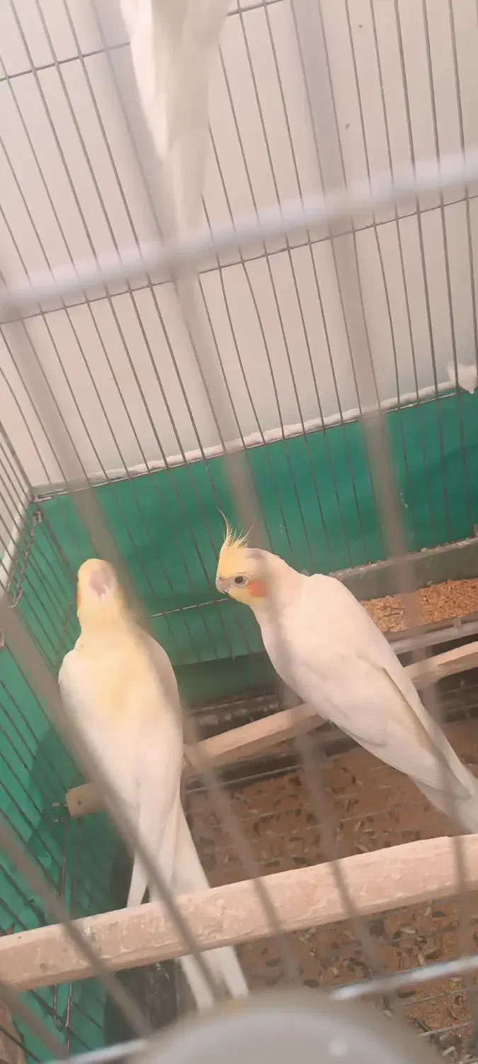 عروس هلندی|پرنده|میاندوآب, |دیوار