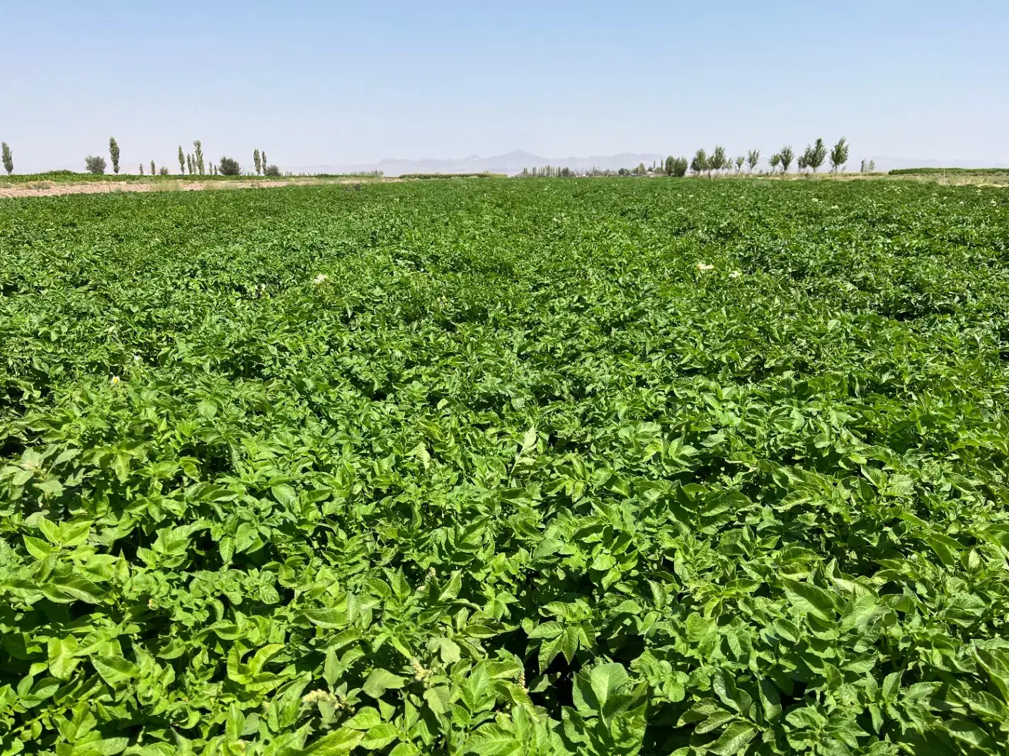 سیب زمینی بذری|عمده‌فروشی|بردسیر, |دیوار