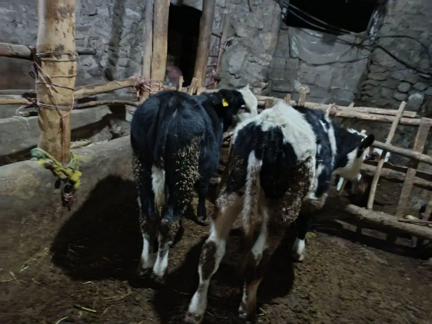 گوساله نر سیمنتال|حیوانات مزرعه|میانه, |دیوار