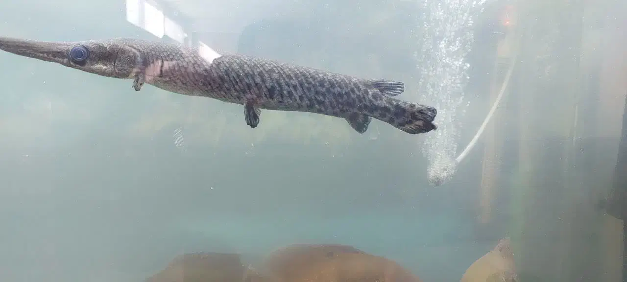 ماهی الیگیتور ۳۵ سانتی|ماهی|ملایر, |دیوار