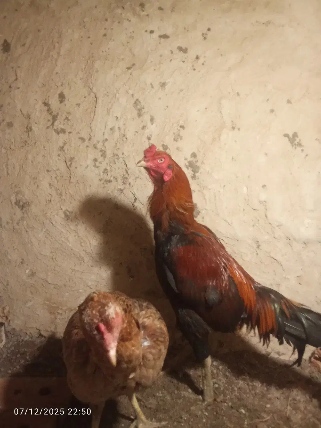 تخم مرغ نطفه دار اصل لاری|حیوانات مزرعه|تبریز, |دیوار