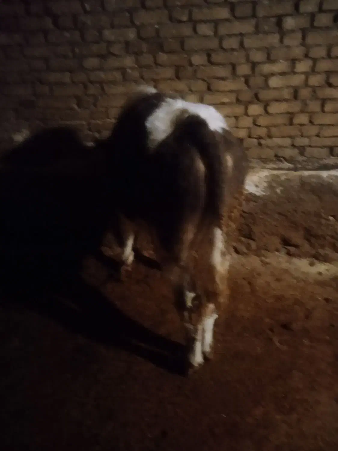 گوساله نر|حیوانات مزرعه|بلبان آباد, |دیوار