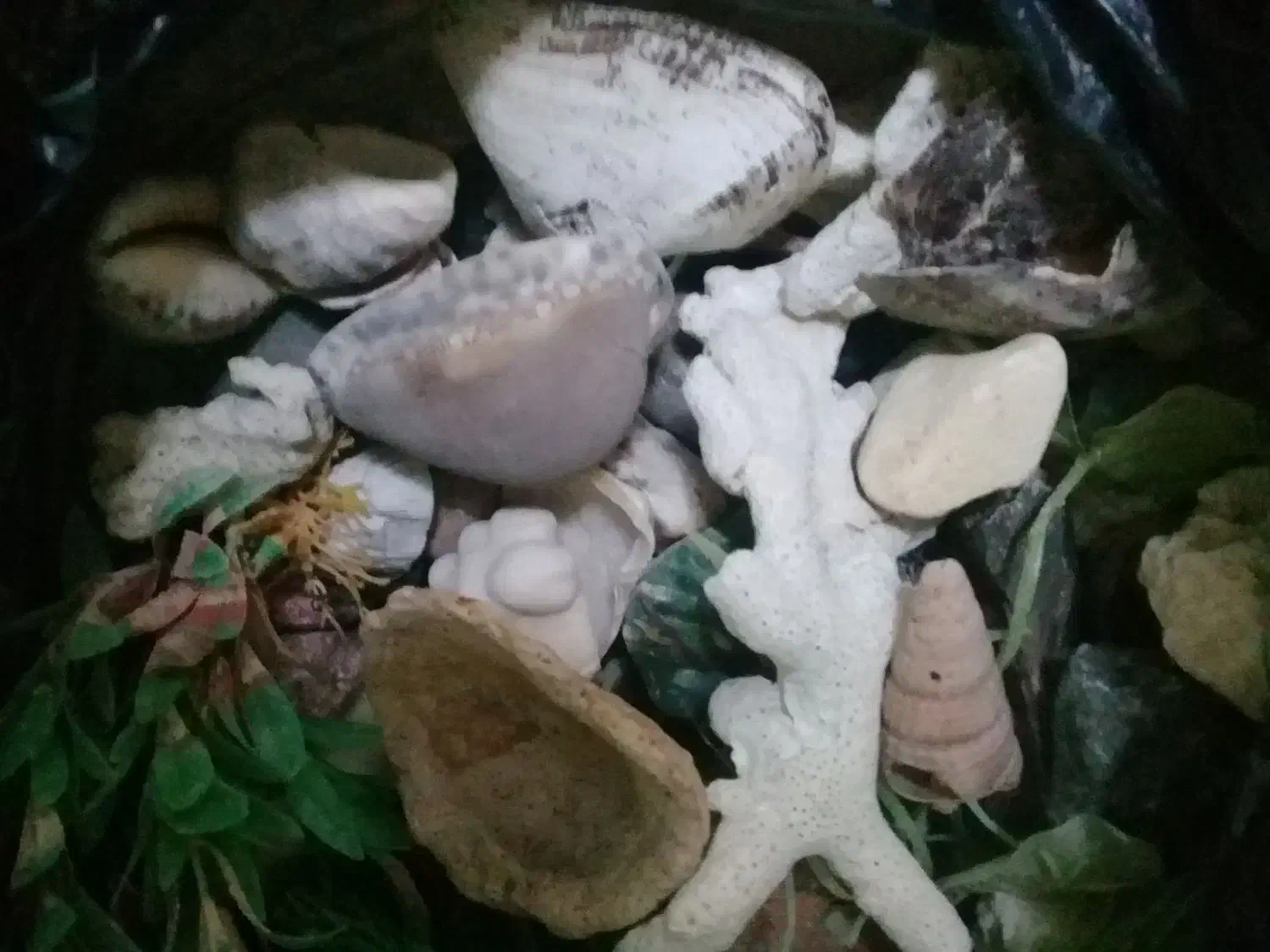 لوازم آکواریوم پمپ هوا بخاری تزئینات همه باهم|ماهی|مشهد, شهید رضوی|دیوار