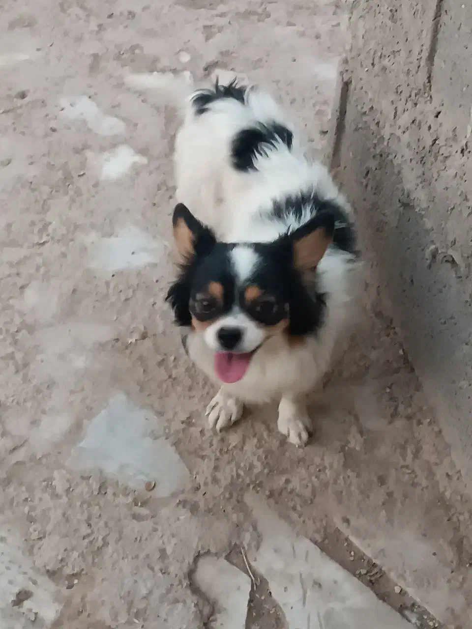 سگ اشپیتز و پاپی و خودمونی|سگ|نی‌ریز, |دیوار