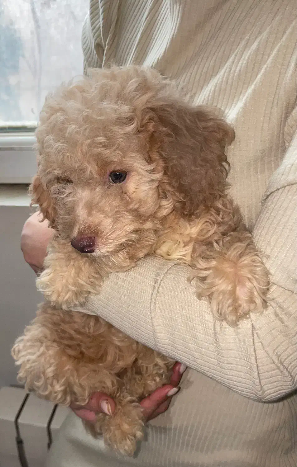 توی پودل|سگ|کرج, فاز ۳ مهرشهر|دیوار