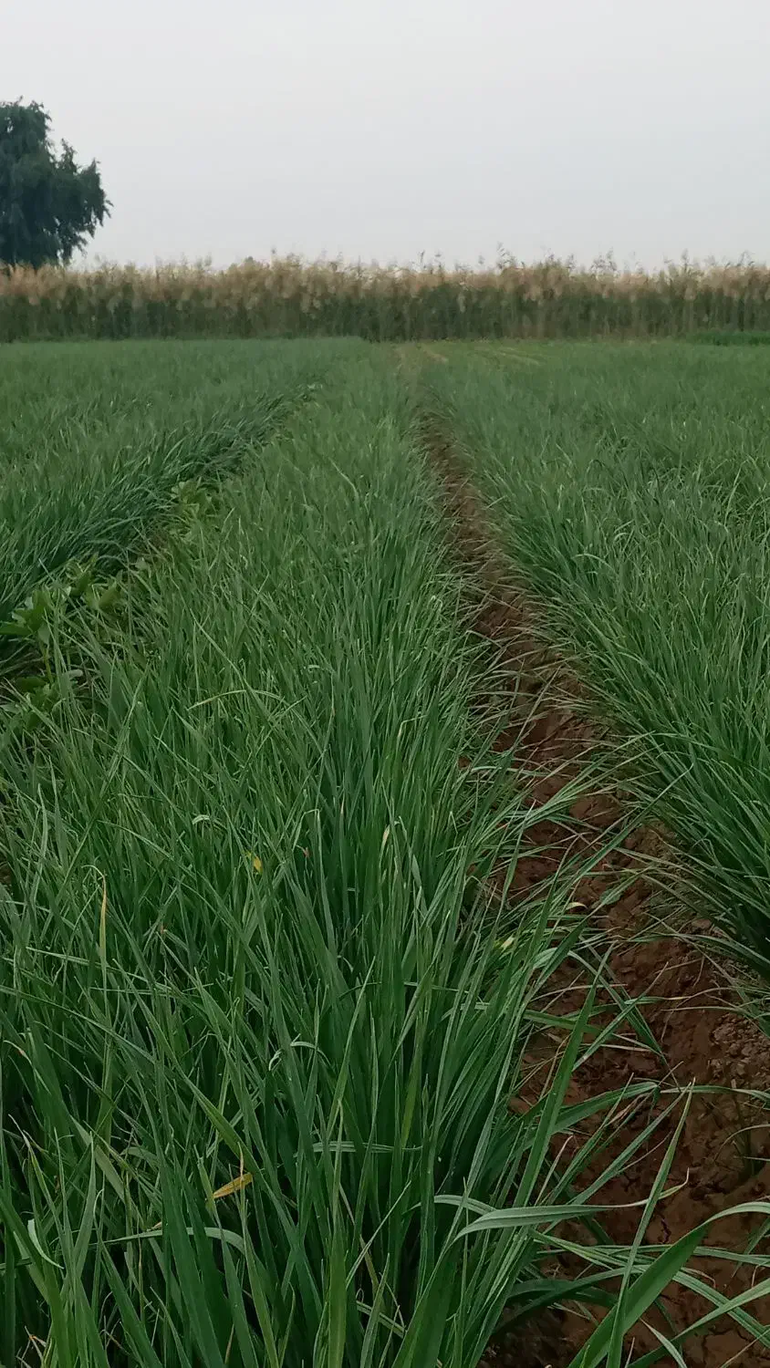 سبزی خورشتی تازه تمیز|خوردنی و آشامیدنی|شوش, |دیوار