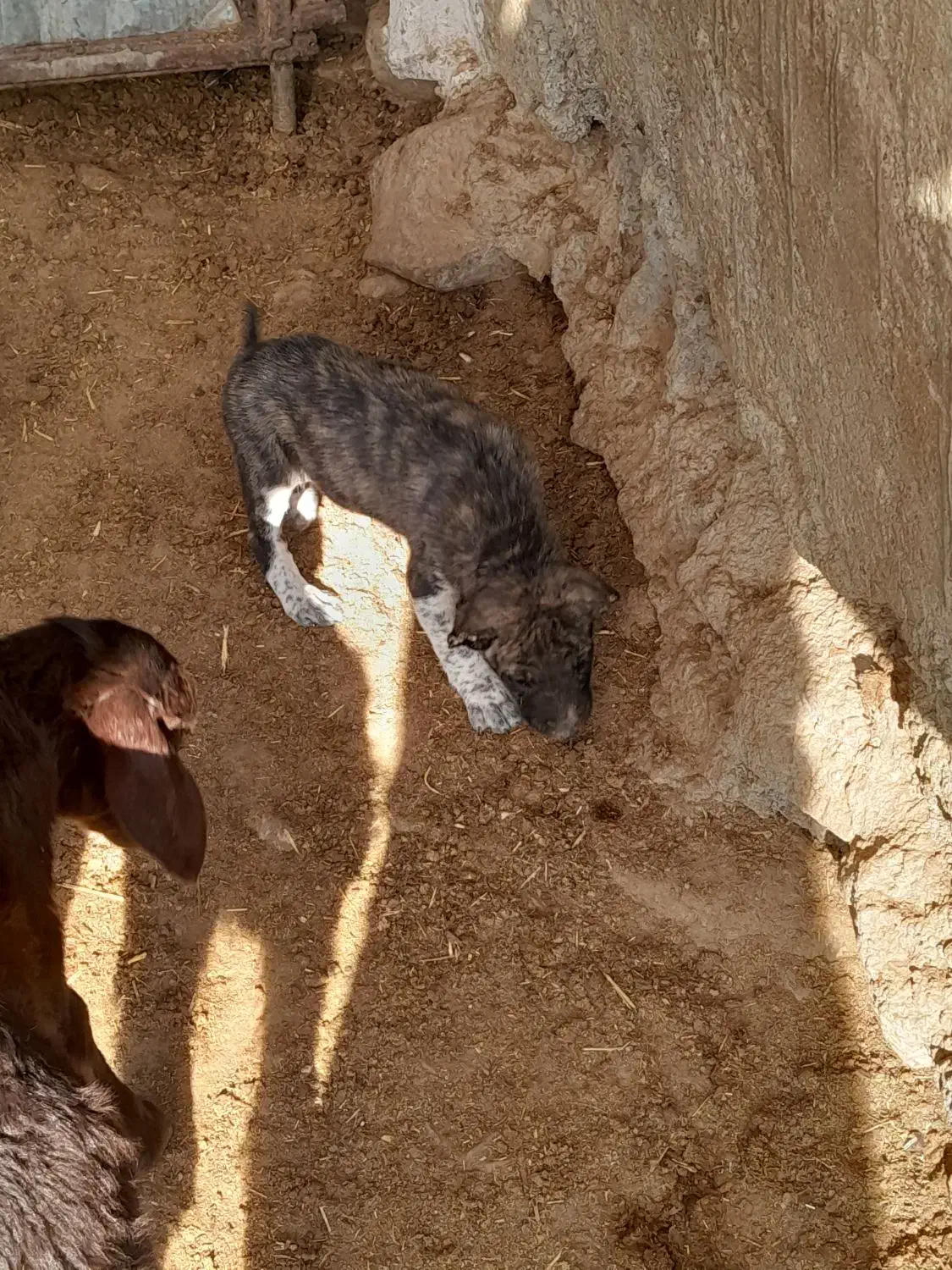 توله خوب وگلی ذات دار|سگ|جوین, |دیوار