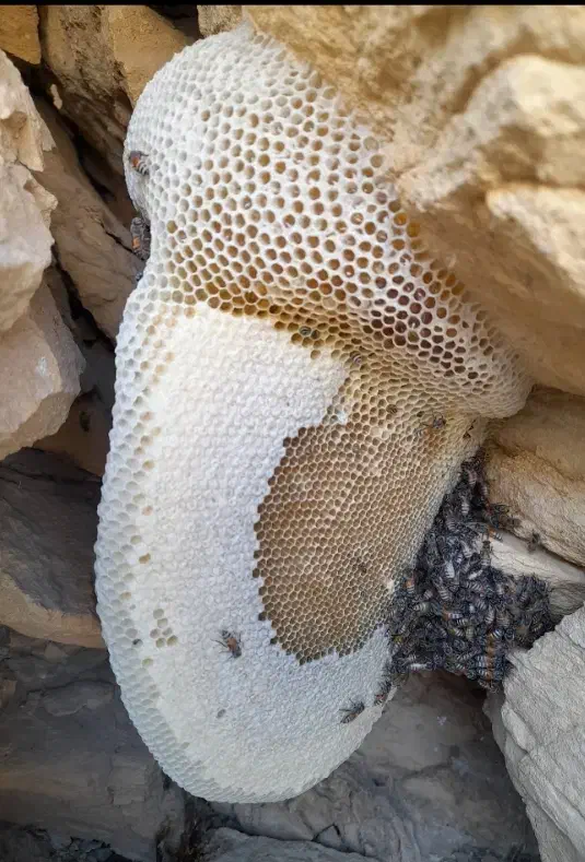 عسل طبیعی بشرط آزمایشگاه|خوردنی و آشامیدنی|لامرد, |دیوار